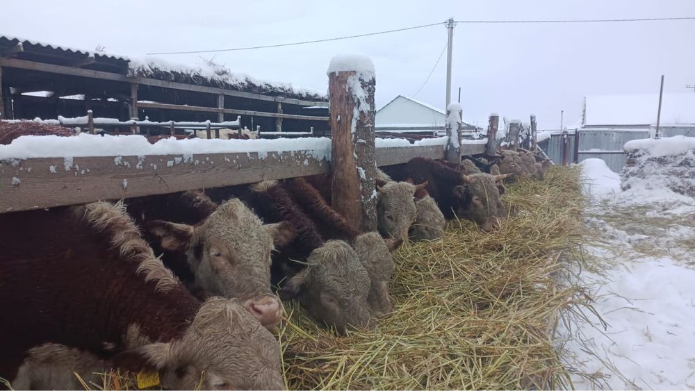 Продается корова согым