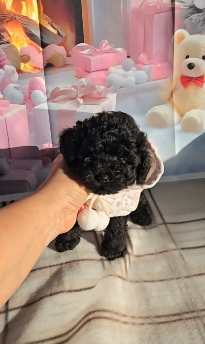 !РЕЗЕРВИРАНО!Мини пудел с родословие- 5 поколения назад