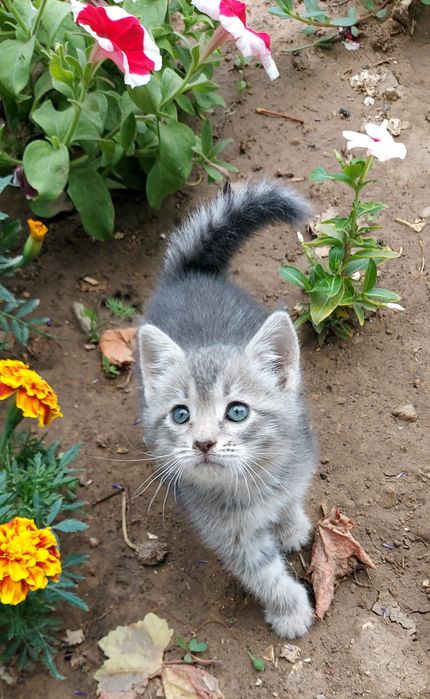 Отдам котёнка в добрые руки