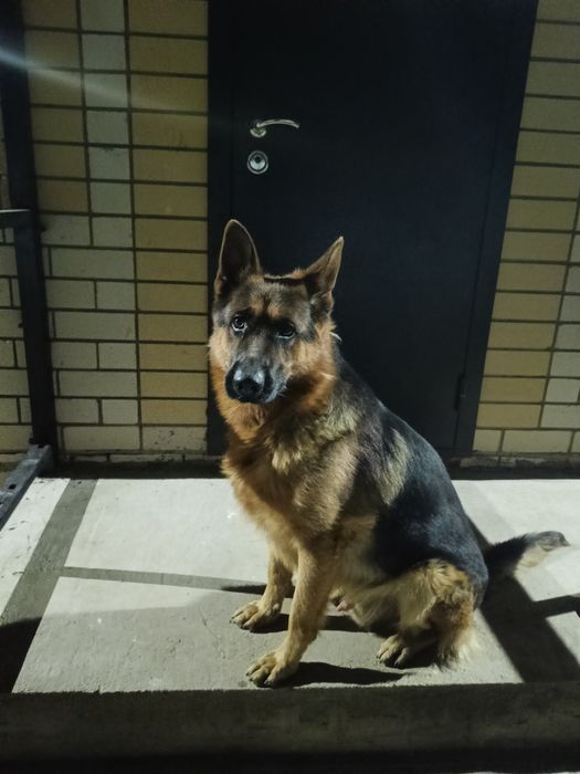 Немецкая овчарка кабель