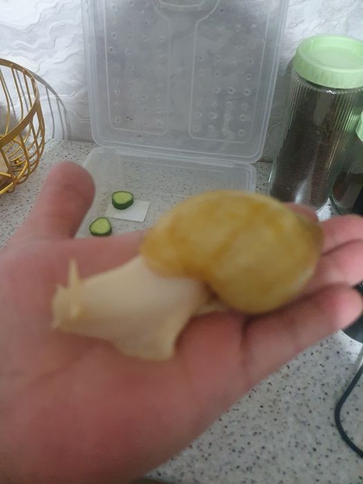 Продам улитки,ахатинцы.
