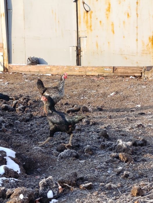 Бойцовые куры 10000тг за шт