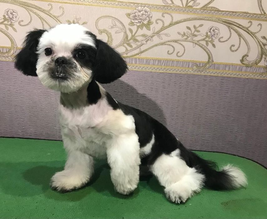 Груминг. стрижка собак