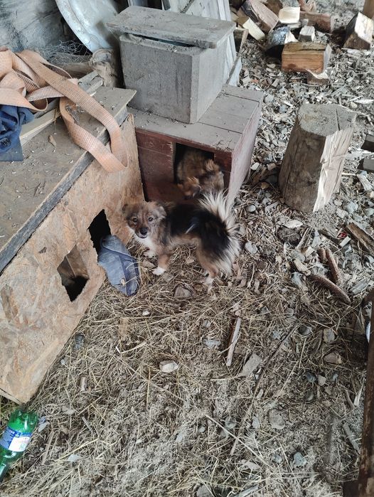 Donez 3 cățelușe pitice