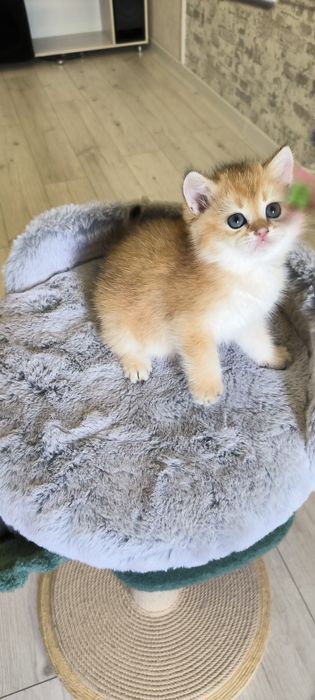 Золотая шиншила окрасов  Ny 11, и By 11 , девочки шоколадное золото