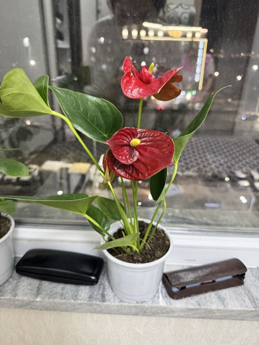 Продам комнатные цветы