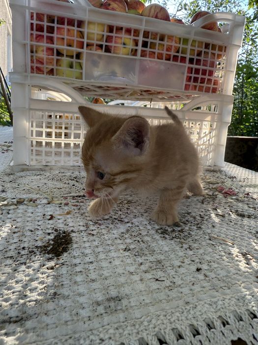 Отдам котят в добрые руки