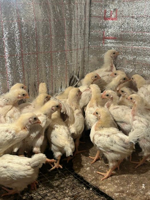 Адлер балапандар,цыплята