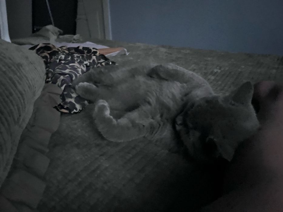 Котенок,британка «описание»