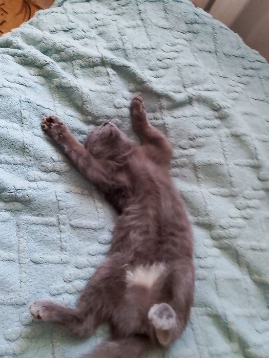 Отдам кошку в любящую семью