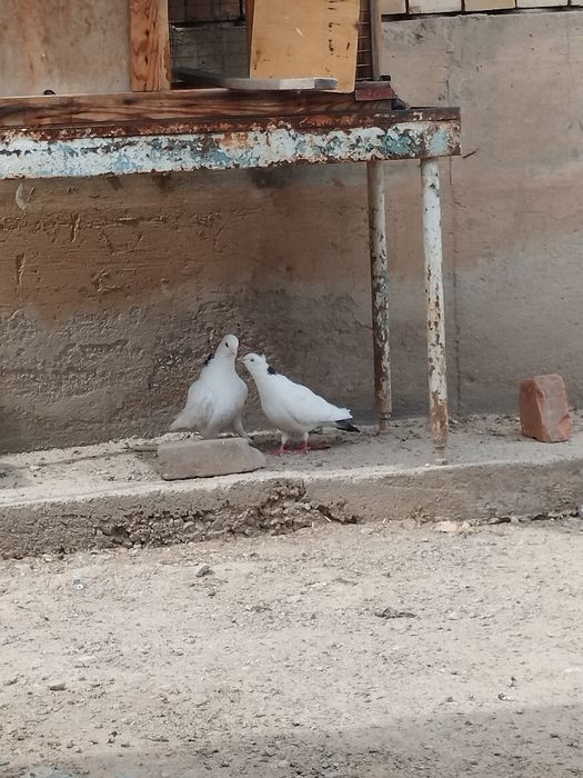 Голуби шейка бакинец пара и Пакистан самец