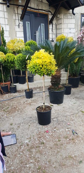 Prunus laurocerasus  și evonimus