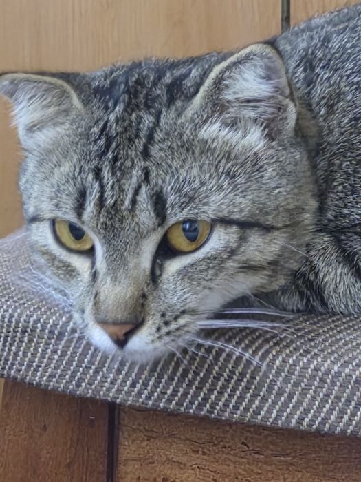Котик-вислоушка бесплатно