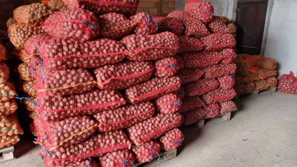 Cartofi samanta alb Edison , Carrera