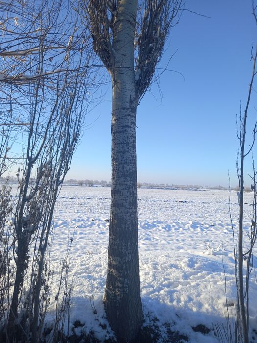 Прадаётса деревя-Тераклар сотилади