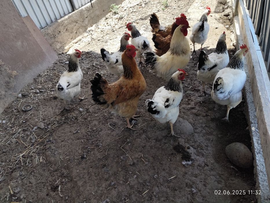 Суточные цыплята Адлер, балапан