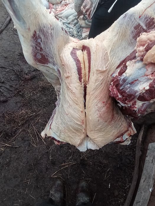 Семіз қырдын малы бар