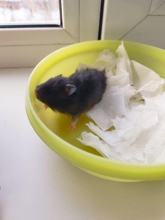 Отдам даром молодых сирийских хомяков