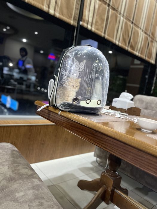 Koshki 2oylik hayit  uchun zur sovğa