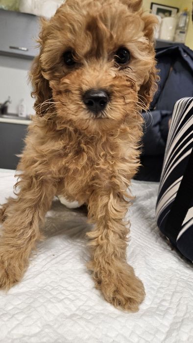 Средно женско пуделче априкот/червено