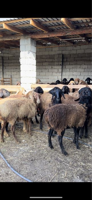 Кой бар! Сойып беру бар, доставка!