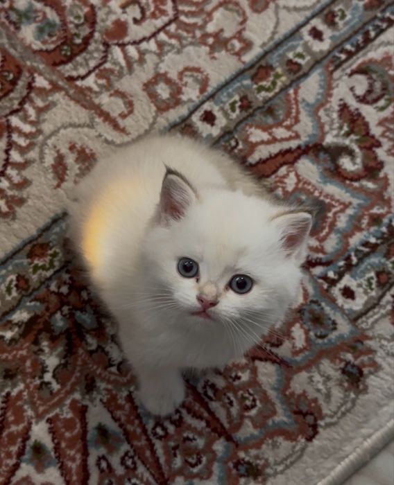 Котята (Британские) Шиншилла