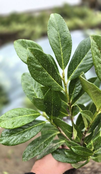 Laur Englezesc 40-50cm Novita Ramificat