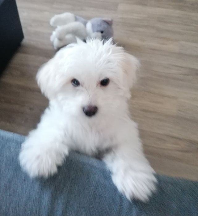 Bichon pentru adopție