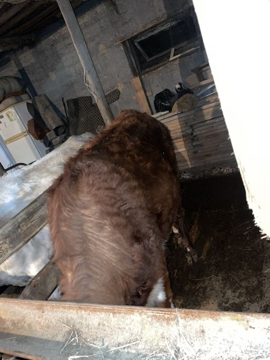 Сиыр сатылады жане бузау