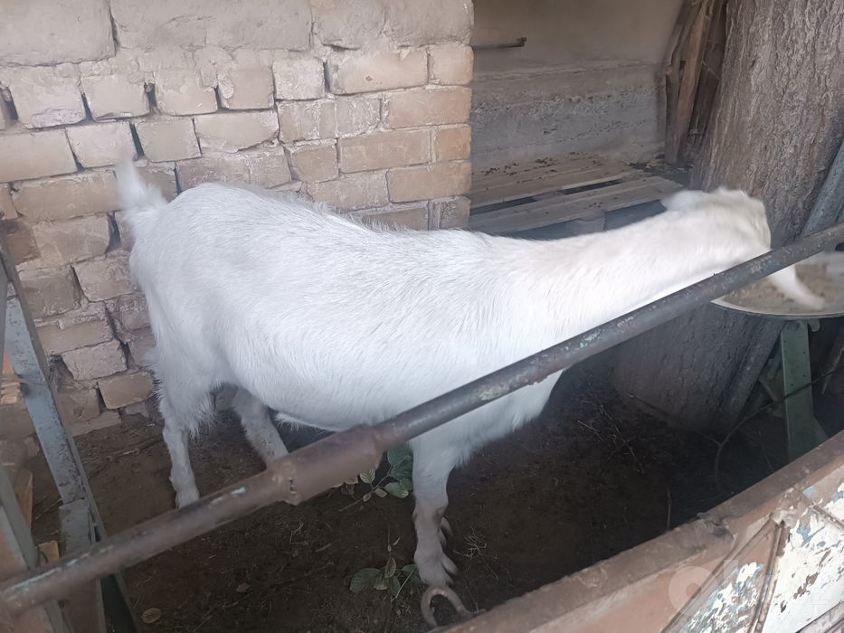 Рус ок эчкиси ургочи