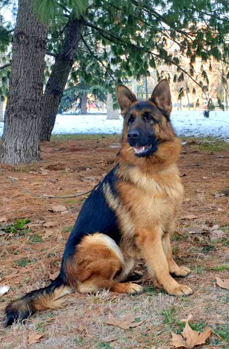 Елитн немски овчарка