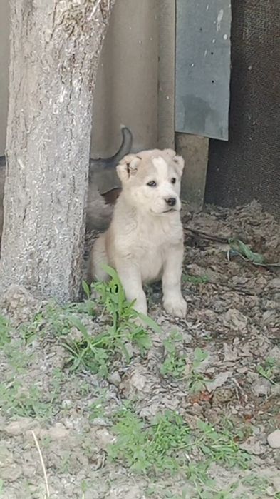 Кушиктер ургашы сатлады