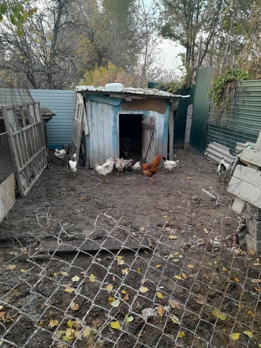 Продам курей гусей и уток