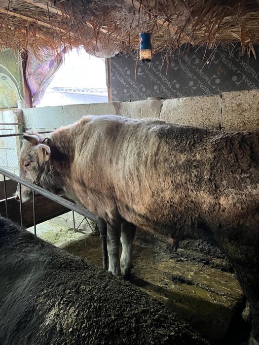 Срочно продается БЫК