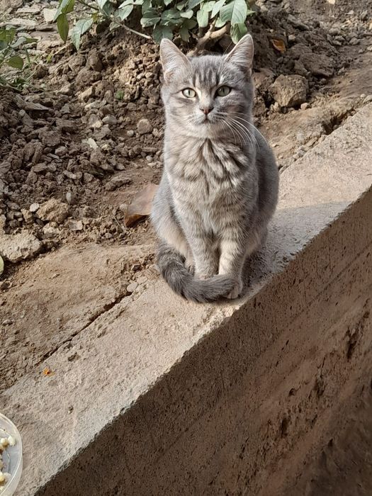 Котята бесплатно