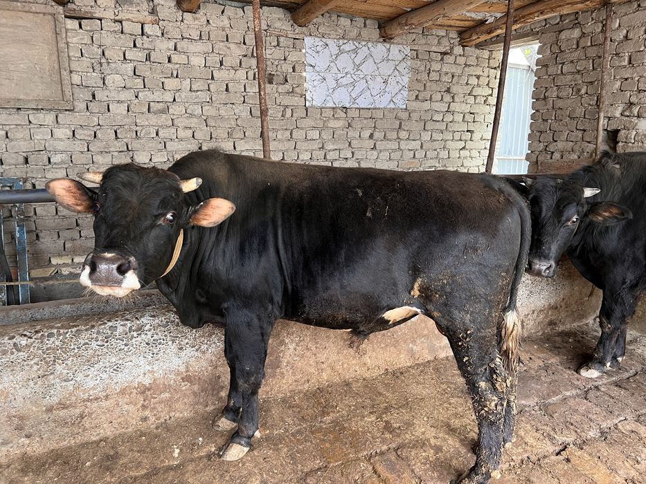 60 million 30 dan kelishamiz