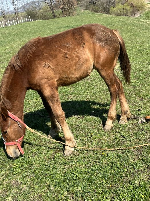 Vând sau  schimb cu o vacă mai multe detalii în privat