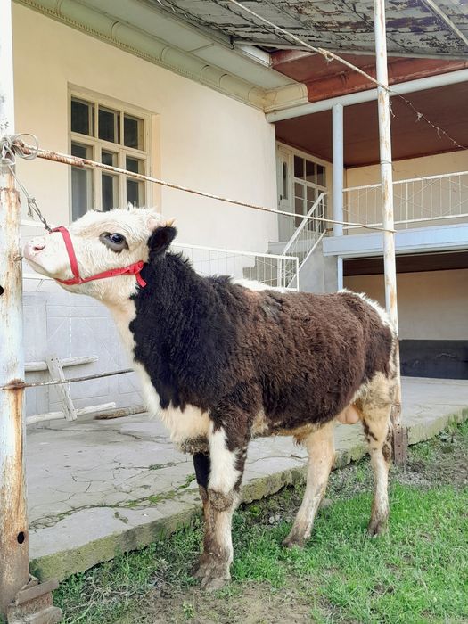 Buqa Sotiladi Yeb Ichishi Zõr Soğlom Girinfort Porodali Buqa
