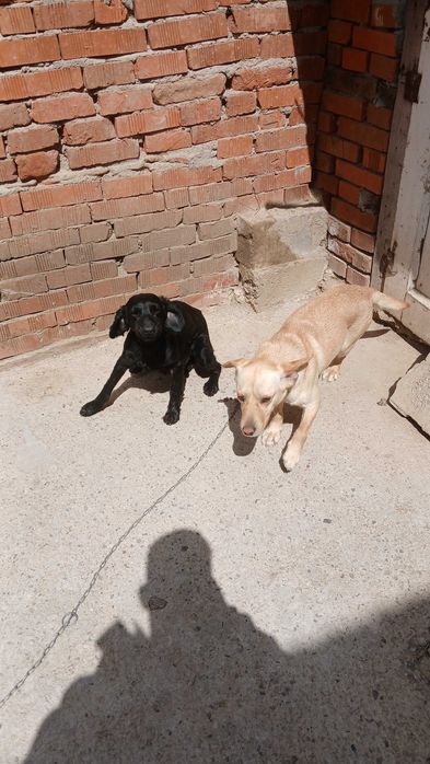 Кученца за трюфели