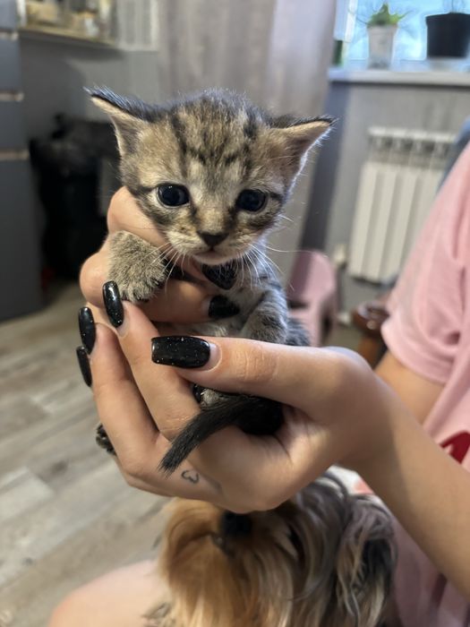 Продам котят красивых