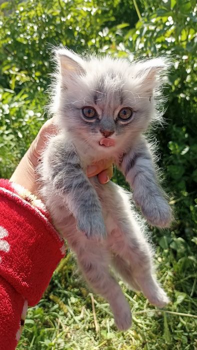 Продам милого котенка