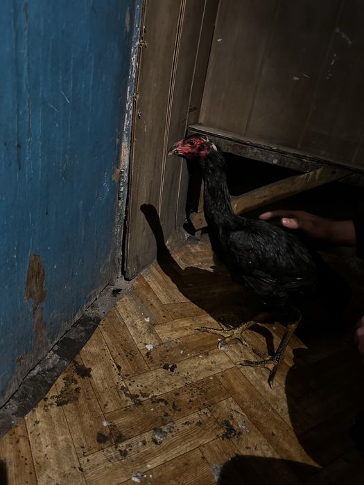 Продам 9 Даканов  2 Пацана 7 девочек