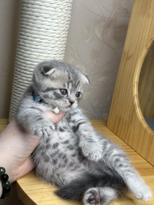 Шикарные котята скоттиш фолд с паспортом