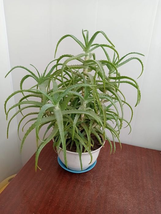 Продам Алоэ многолетнее