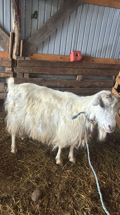 Vând doua capre gestante.