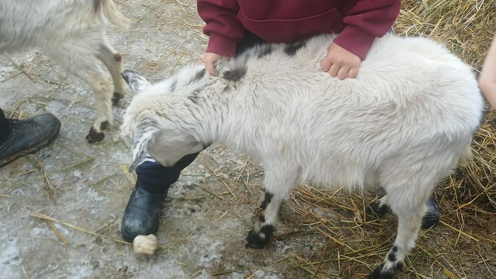 Продам срочно сатамын