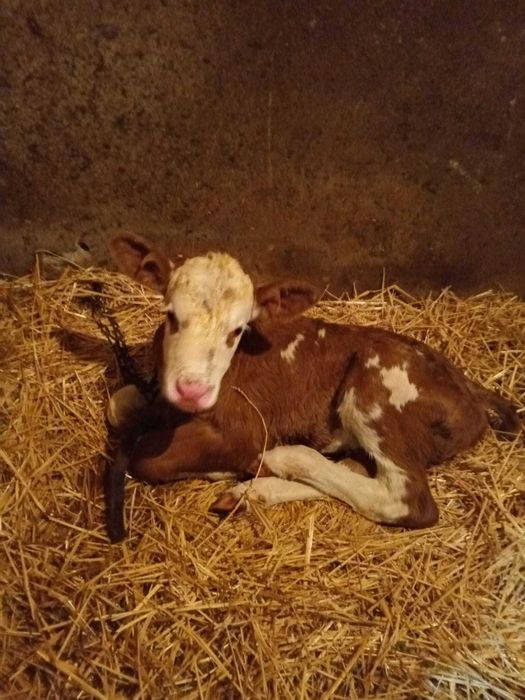 Vând vaca prima fătare cu vițică