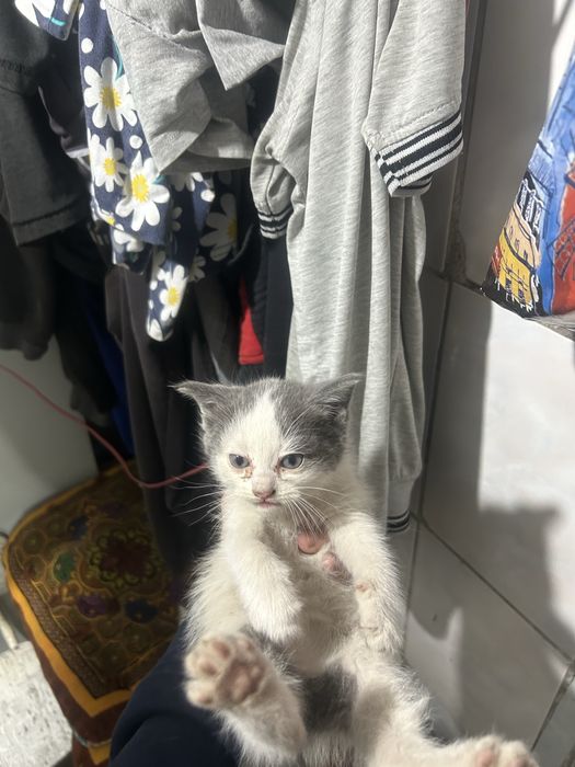 Котята шотландец