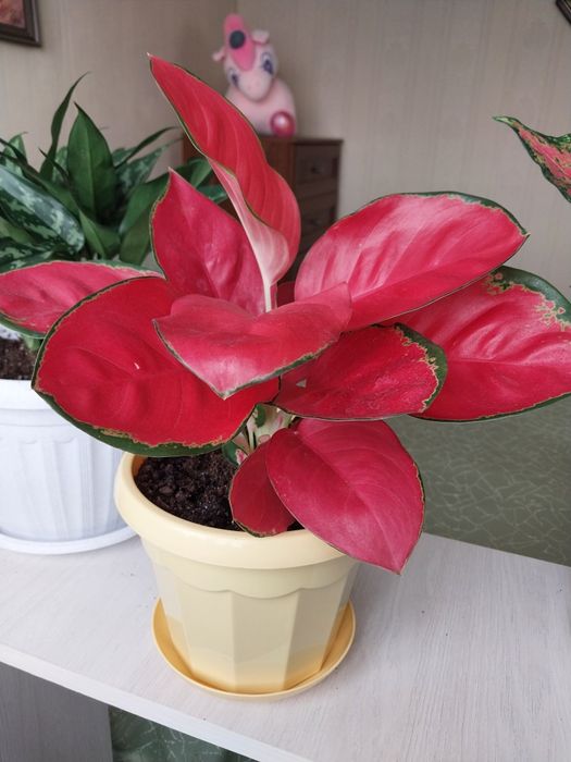 Аглаонема. Пересадки не требует