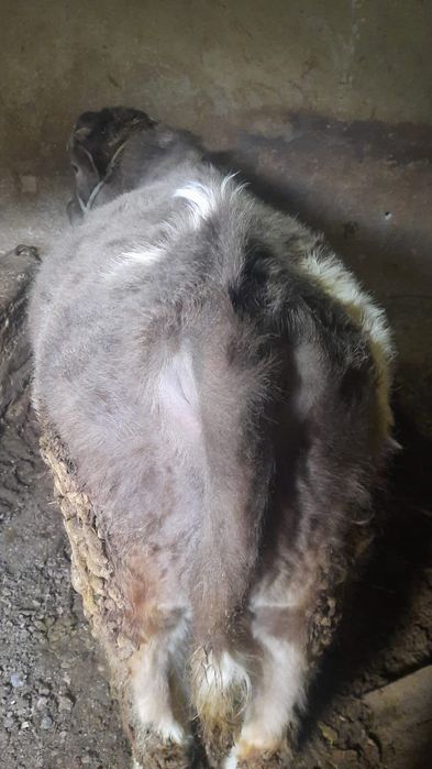 Продаётся бычок.